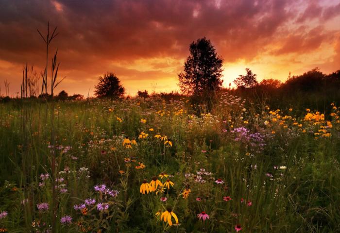 Meadows in the city