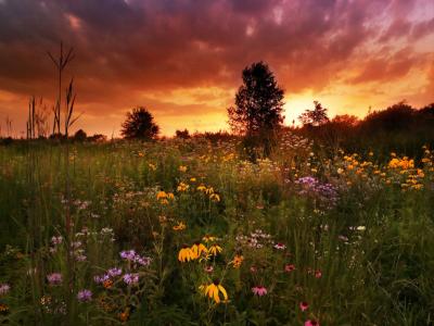 Meadows in the city