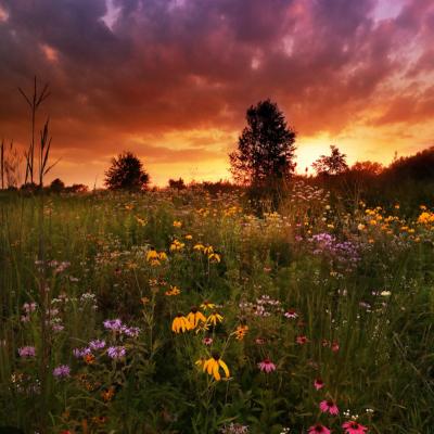 Meadows in the city